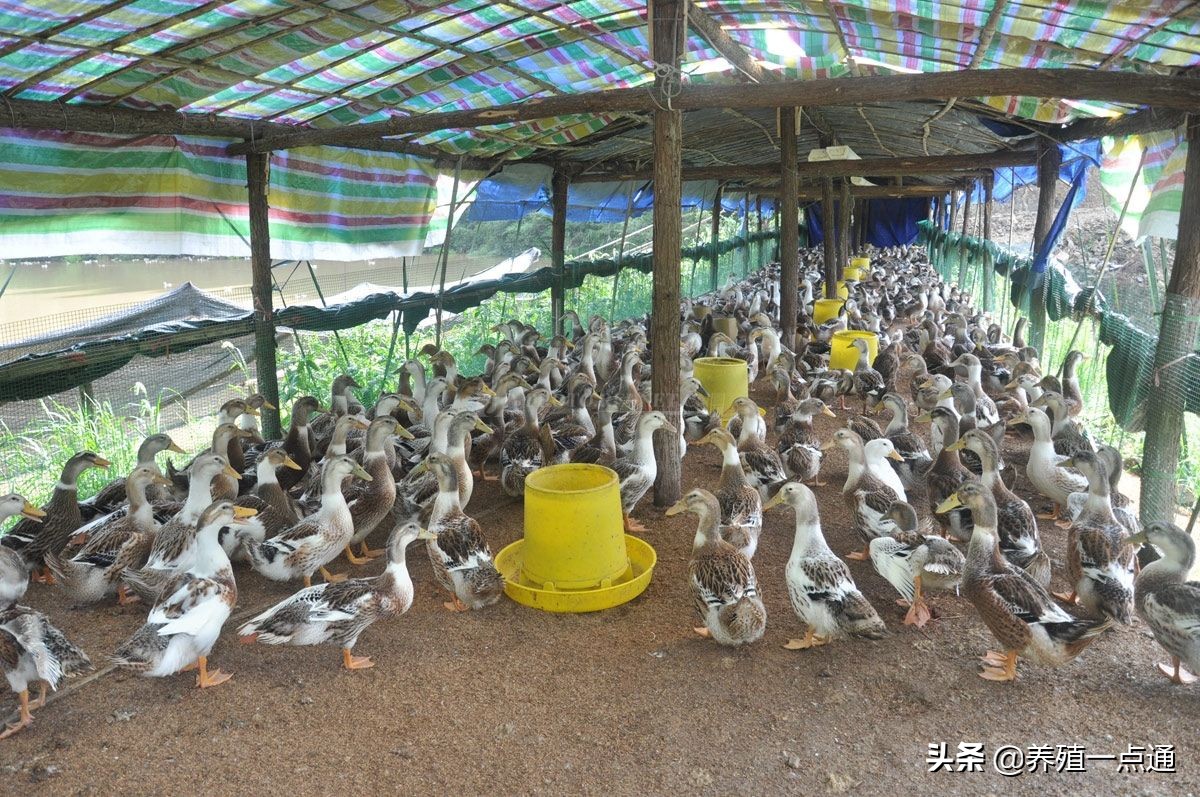 鸭子中暑了是什么意思,鸭中暑发生的原因