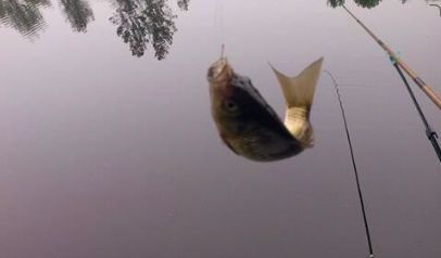 钓大鱼避开小鱼技巧,大雨过后钓巨物怎么钓好