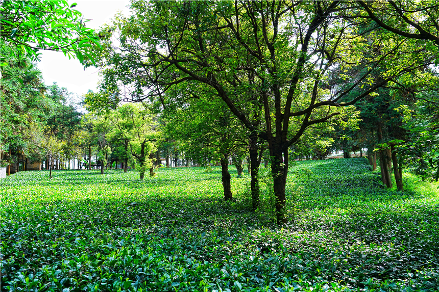 云南小众的养老旅居城市,云南昆明适合养老吗