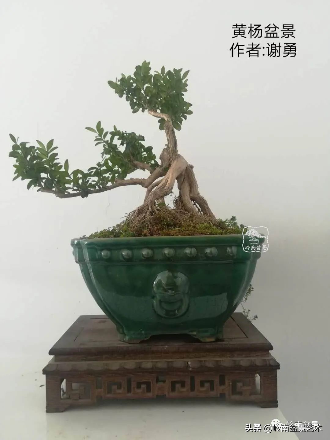 广东的盆景有哪些,适合广东玩的盆景