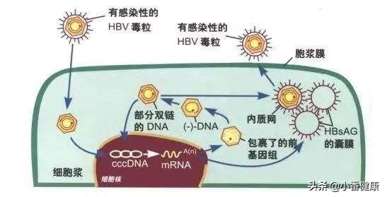 乙肝病毒复制指标需要用药吗,乙肝病毒复制催化剂