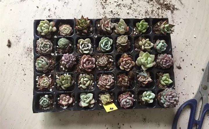 刚到家的花很好没多久就黄叶,买回来的花很快就蔫的原因