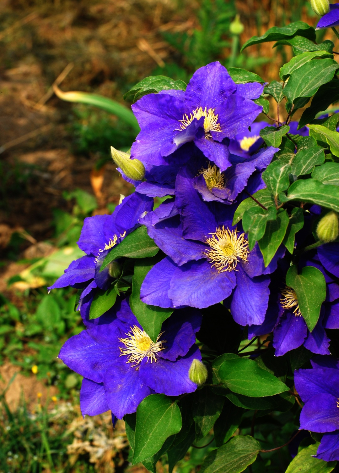铁线莲卖家推荐,推荐靠谱的铁线莲店铺
