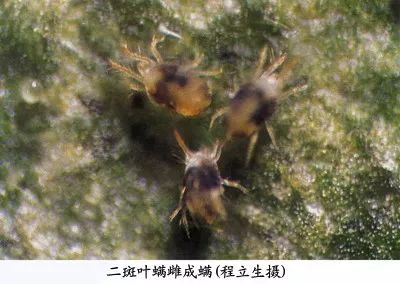 樱桃的常见病虫害及防治方法,樱桃虫害最佳防治方法