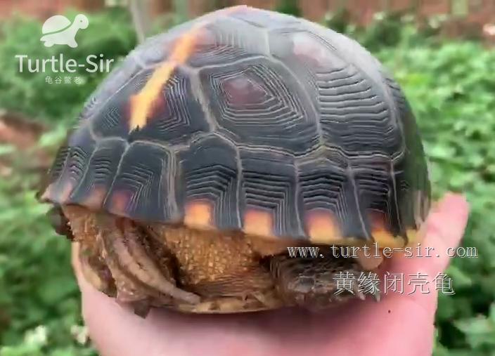 黄缘闭壳龟如何让它变高背,黄缘闭壳龟高背圆球模具