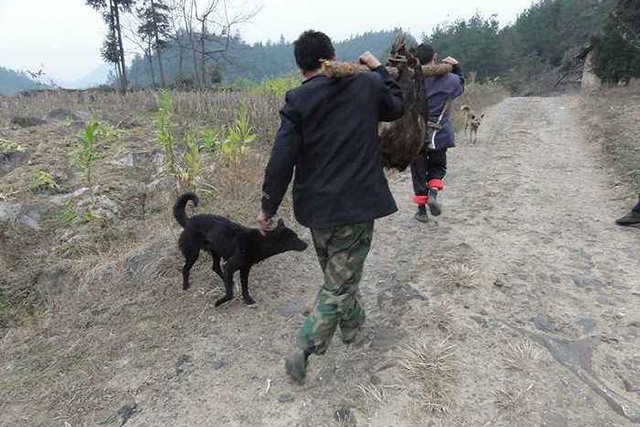 农村野猪有什么办法让它消失,山上野猪泛滥的方法