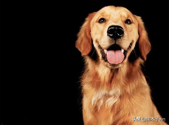 金毛曾经备受追捧，为什么如今大家都不喜欢养金毛了？长见识了