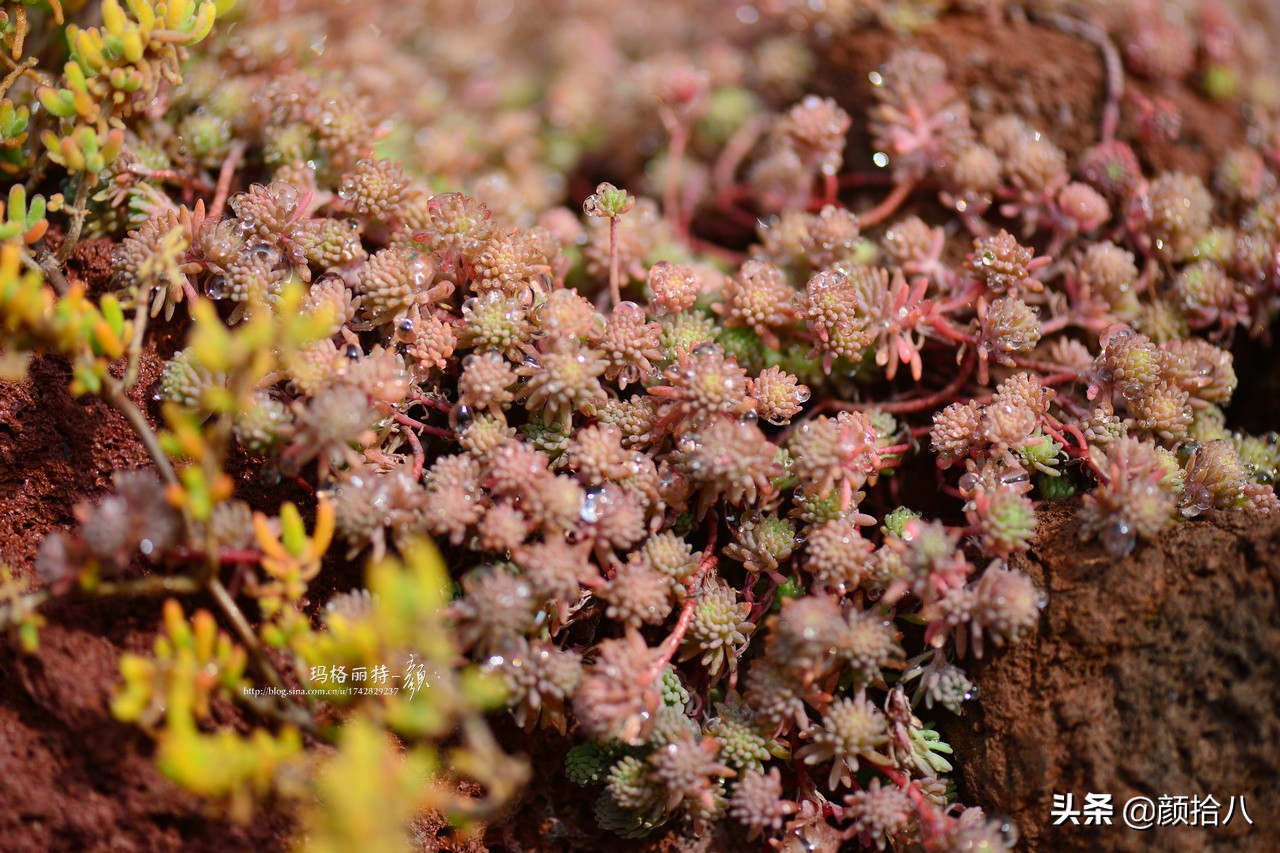 零下9度来袭，花园里的绿色是那么动人|园丁