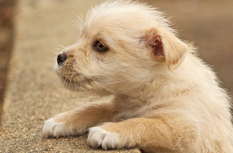 狗狗毛发干枯无光泽怎么打理,狗狗毛发粗糙怎么改善