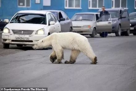 最近很流行的垃圾分类包包图片,垃圾包都有哪些