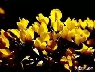 荒漠发现的生物,新疆戈壁滩常见低矮植物