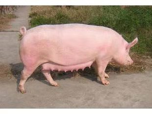 养猪猪种怎么选择,老土猪和新品种猪怎样区分