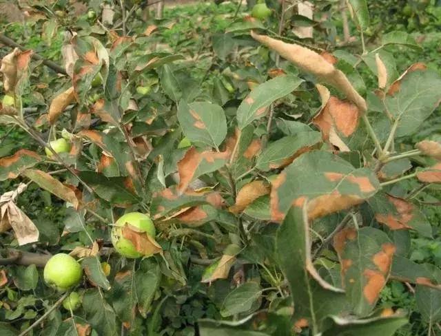 果树打了草铵膦怎么解药害,果树药害的补救措施