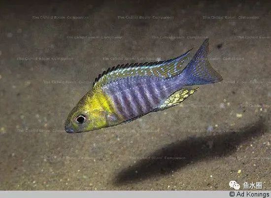 三湖慈鲷马鲷孔雀珍珠系能长多大,三湖慈鲷之孔雀