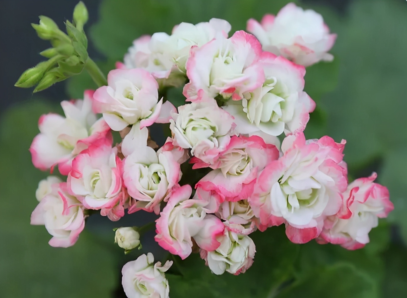 这种花别乱浇水水越多越不开花,这种花不怕冷好养易活