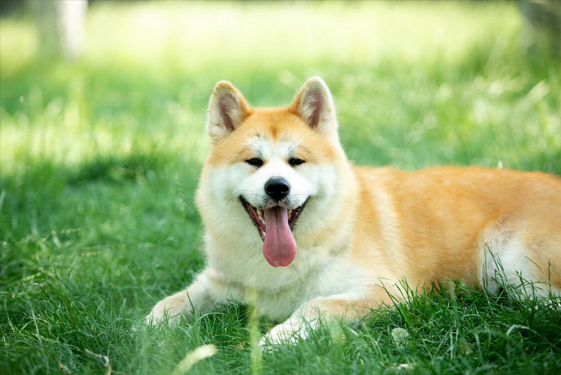 秋田犬呕吐怎么回事,秋田犬呕吐怎么处理