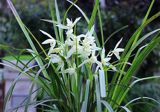 兰花发新芽怎么养护,兰花出芽怎么养护和管理