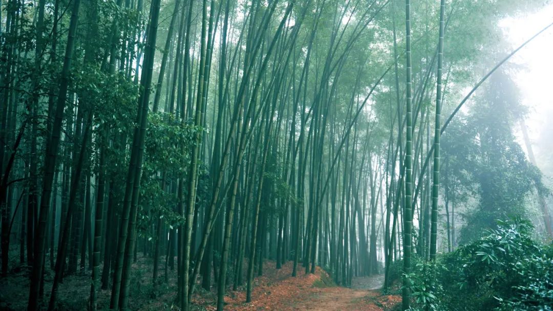 中国竹笋够不够熊猫吃,竹笋是熊猫吃的那种吗