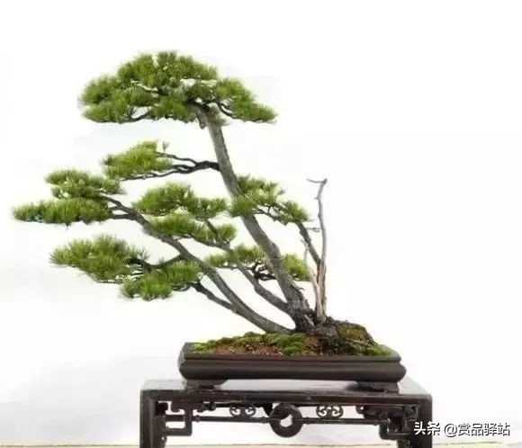 黑松盆景寓意 (黑松盆景风水)