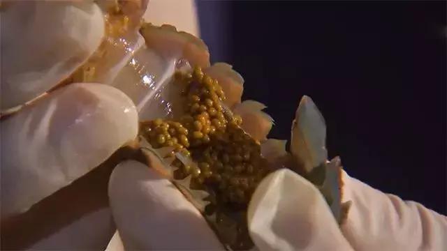 水泥池养龙虾有假的吗,龙虾水泥池养殖方法图解