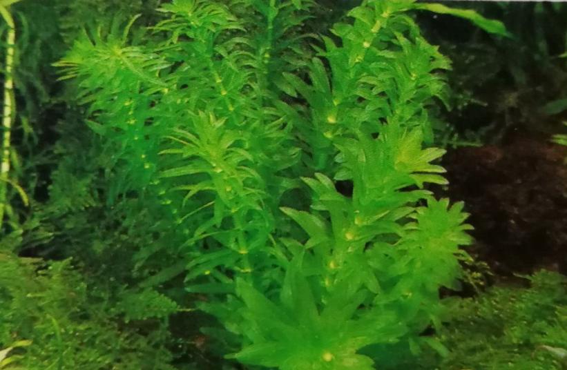 金鱼缸适合养什么水草图片,金鱼缸里养什么样的水草好