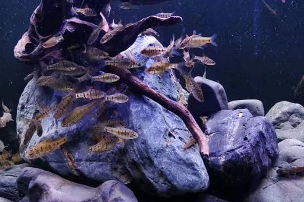 观赏鱼净水剂对鱼有没有危害,水质清澈剂对观赏鱼有没有影响