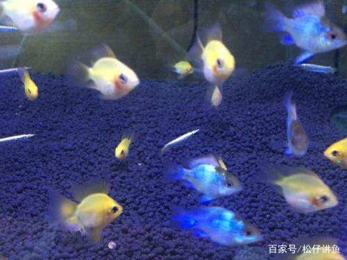 新手养凤尾短鲷注意什么,金波子适合跟什么鱼养