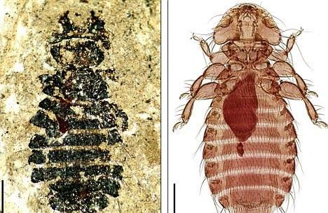 同样的环境下为何有白蚁和黑蚁,阴虱与虱子是同一种虫子吗