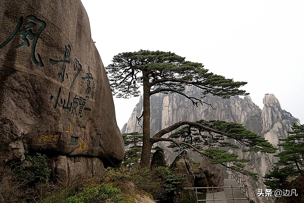 黄山迎客松是真树还是假树,黄山迎客松直播