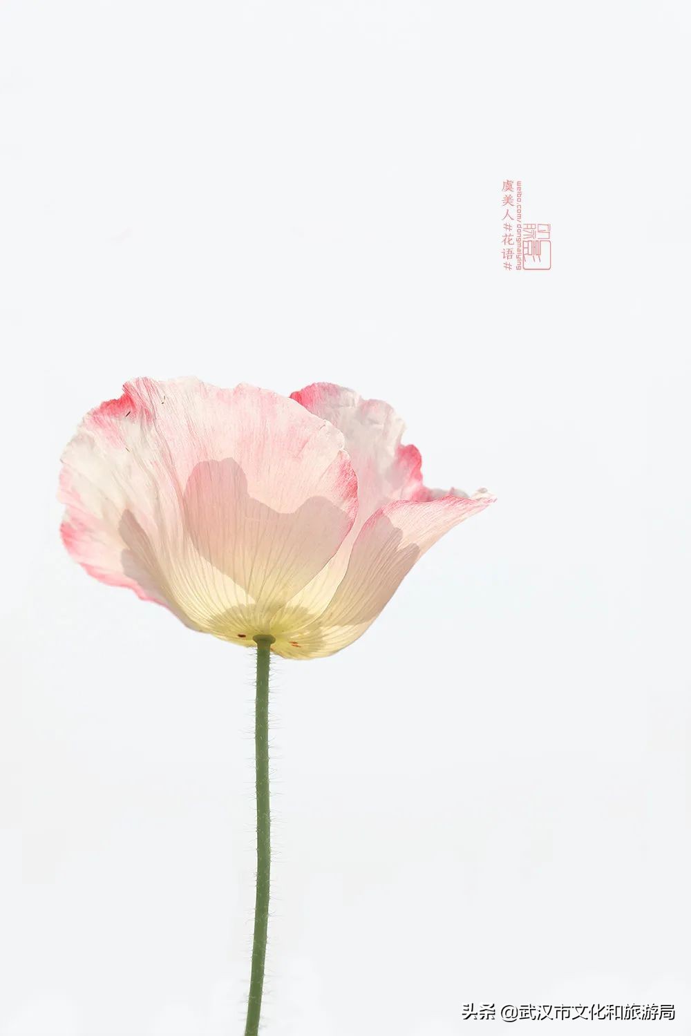 2019年4月武汉赏花攻略,武汉秋季赏花推荐最新