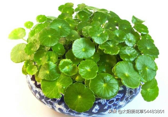 绿植浇什么水又绿又好,绿化植物怎样高效浇水