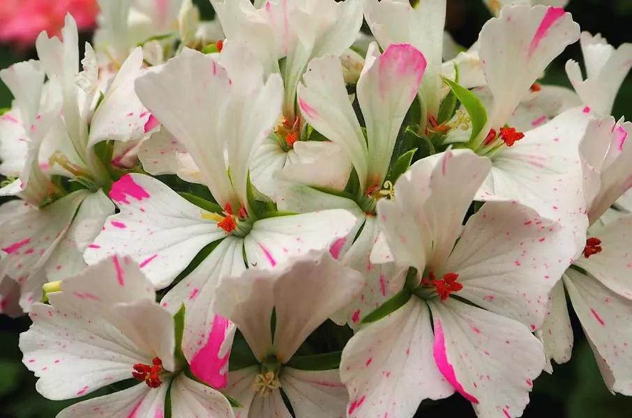 10种天竺葵,天竺葵100种图片大全