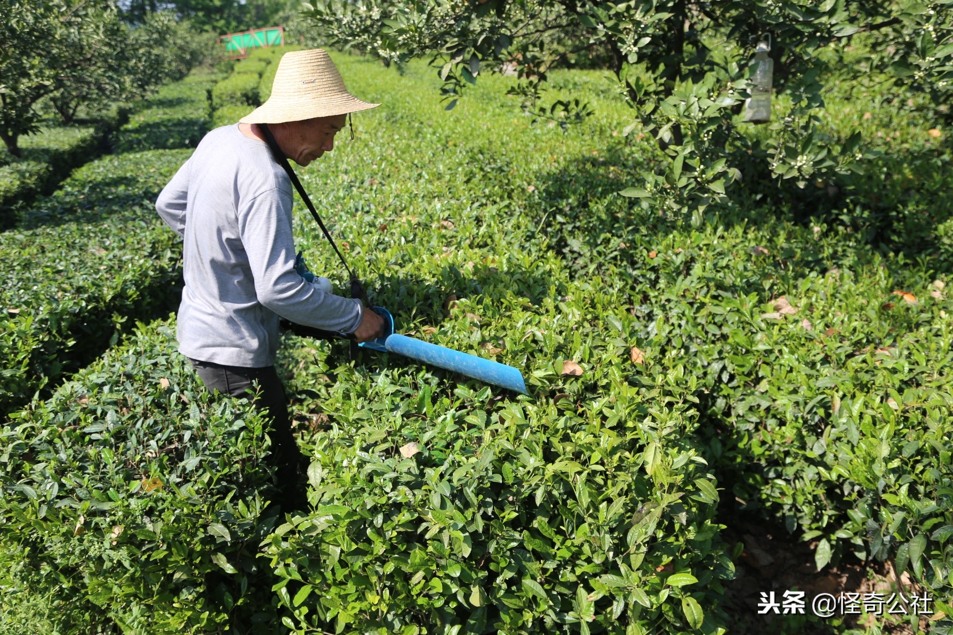 享誉世界的百年品牌——宜昌宜红，“万里茶道”上的新亮点