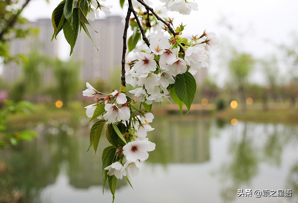 十里樱花十里尘,十五个赏樱地,赴一场樱花之恋