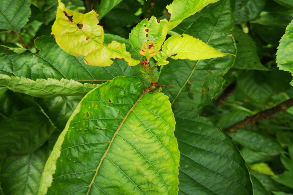 樱桃树枝叶发黄是什么原因,樱桃叶子缺铁