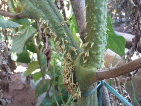 这里教您了解番茄溃疡病的发病原因及防治方法