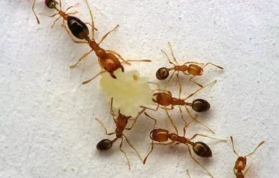 家里有黑色蚂蚁爬得很快,蚂蚁会因为被开水烫过而搬家吗