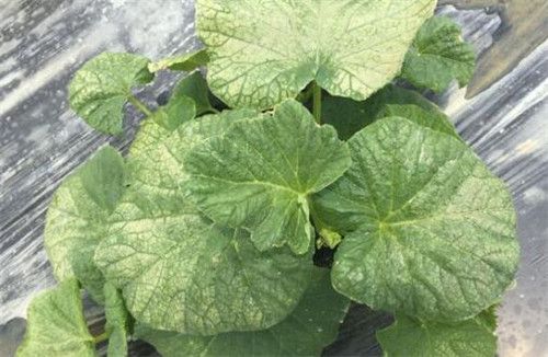 大棚香瓜种植全过程,香瓜苗种植方法