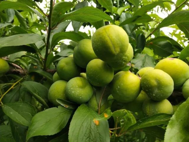 晚熟汶川青脆李,汶川青脆李几月份成熟