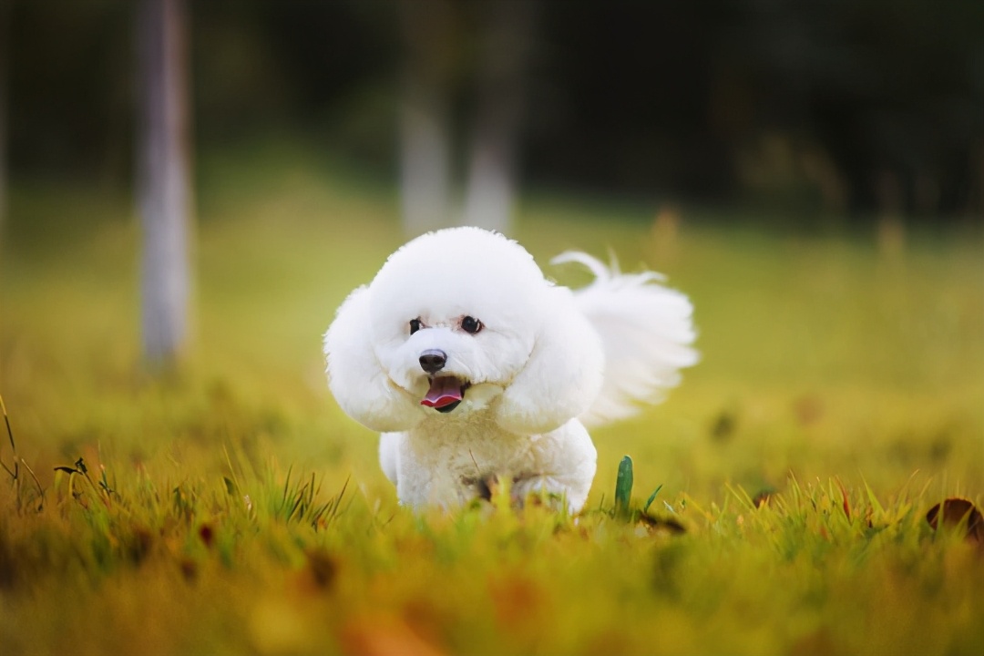 比熊狗吐黄液拉血,比熊狗狗吐黄沫吃什么药