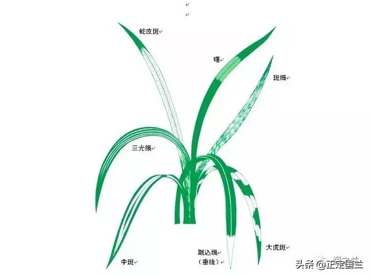 兰花知识大全100种,兰花鉴赏术语100条