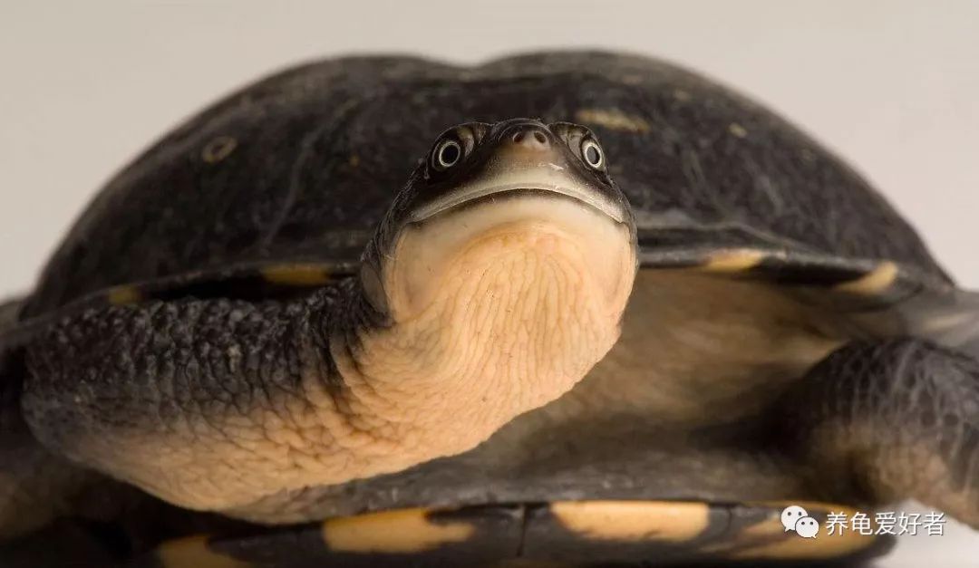 已经养的龟不吃食怎么办,加温养龟死亡原因