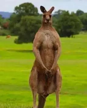 比狗还不如！澳洲国宝袋鼠做宠物口粮，就因为数量太多了……