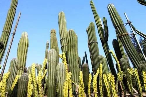 去厦门吹海风,来去厦门观光享受清凉的海风