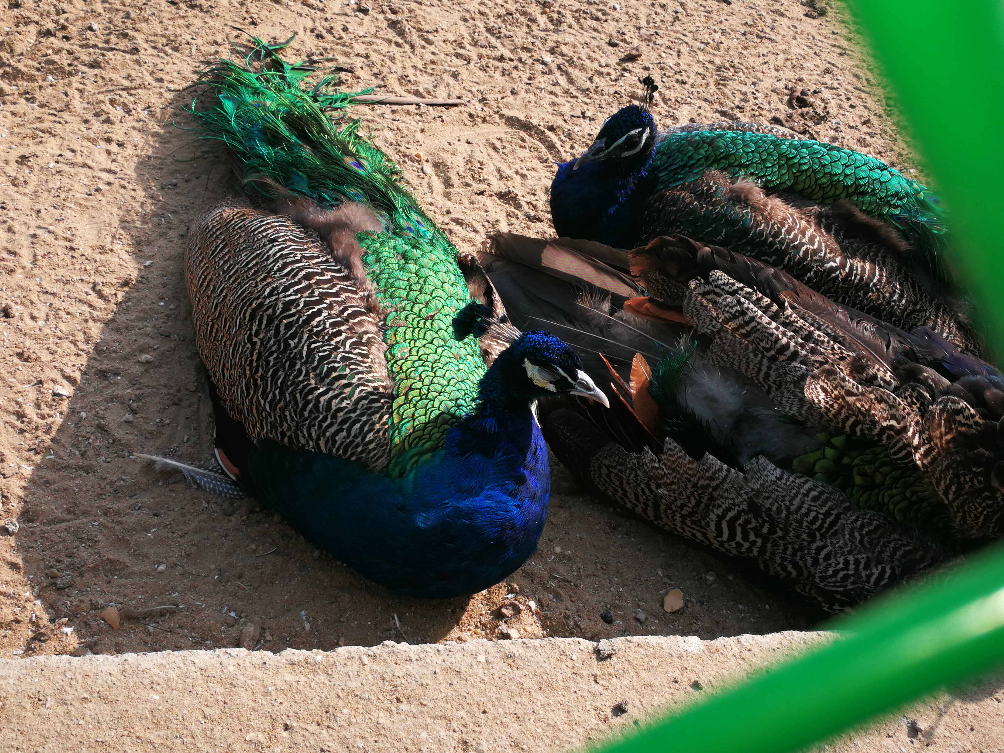 苏州上方山森林公园项目,苏州上方山森林公园好吗