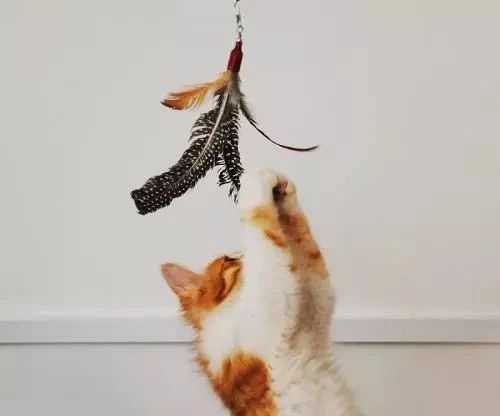 新到家猫咪需要做什么体检,猫咪到家第一夜铲屎官怎么做