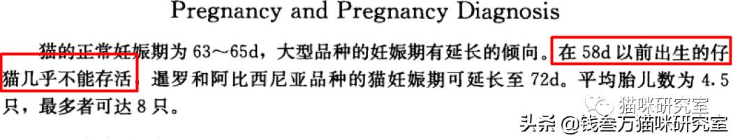 刚生的小猫母猫不在如何照顾,早产没长毛的小猫怎么救活