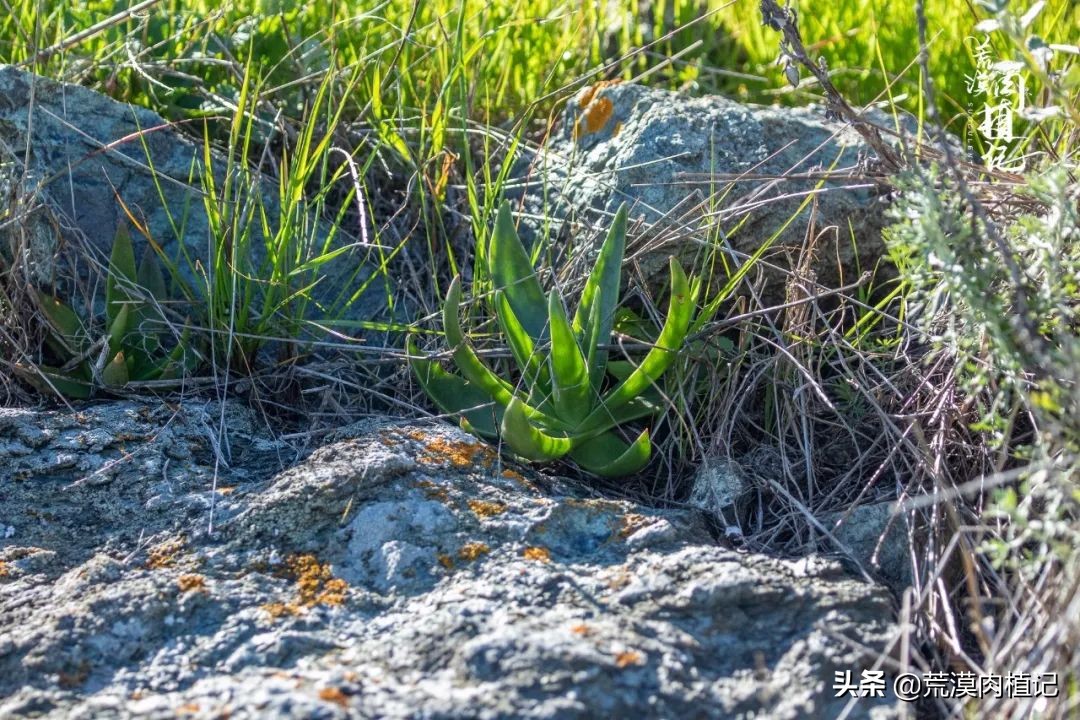 美国加州海岸仙女杯偷盗,美国加州仙女杯产业