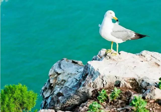 夏日威海旅游攻略,夏天威海旅游攻略自由行