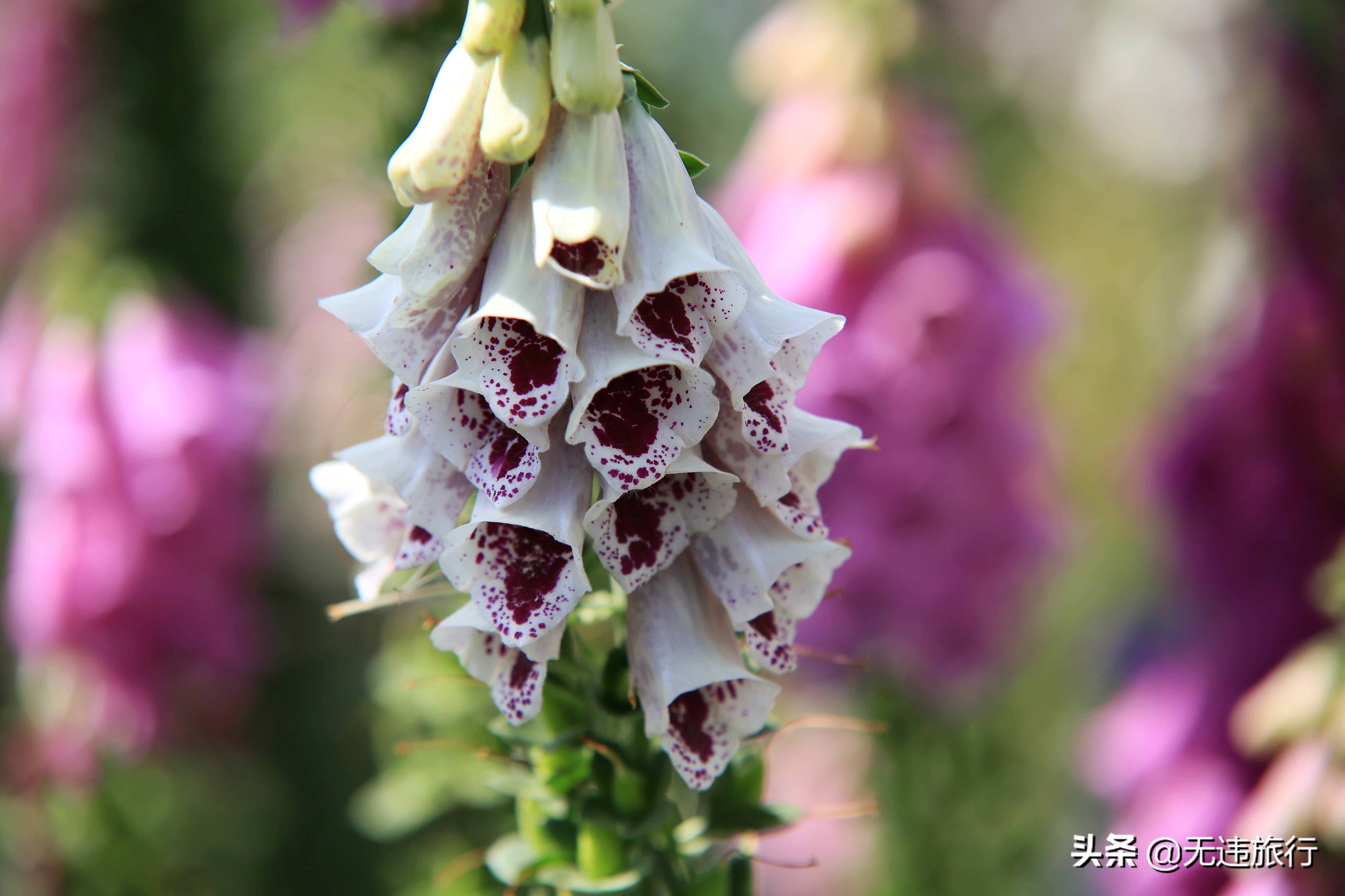 大理网红打卡地草场,大理网红打卡地猫米花园